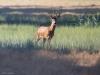 Ree  20260808  Maatjes