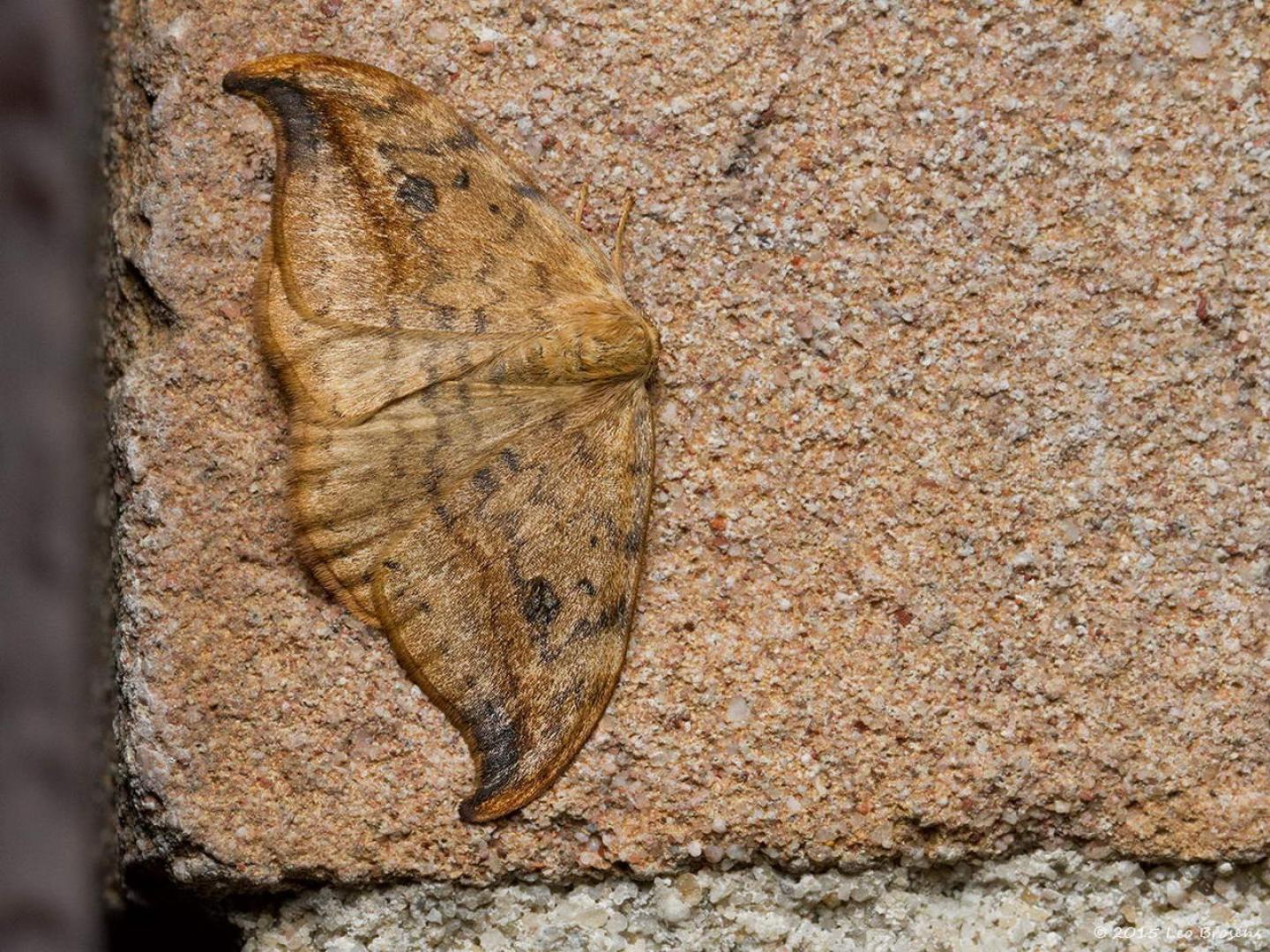 Tuin bij buitenlamp / 20150508