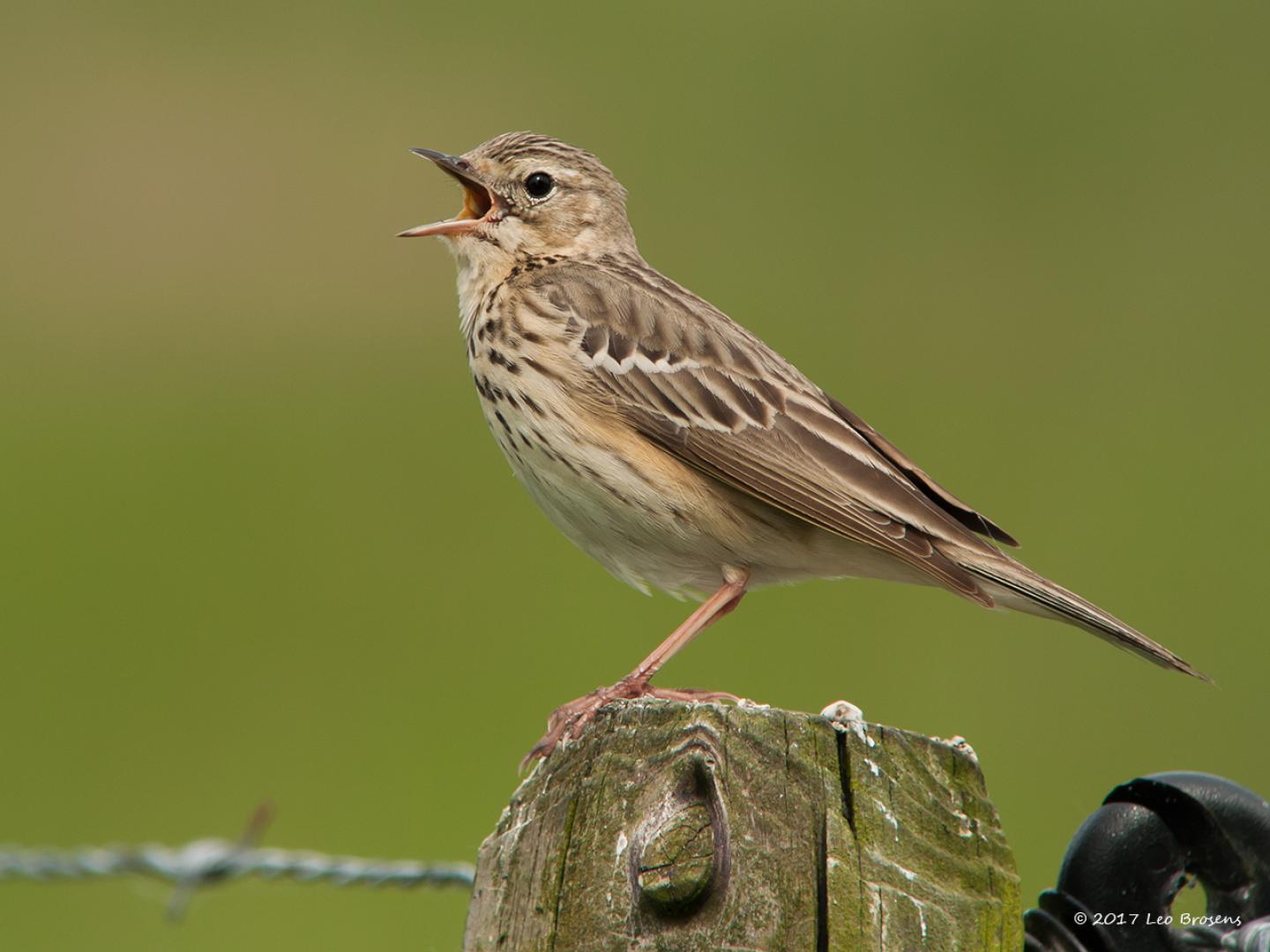 20170803 Boompieper Ik weet nog goed dat ik een paar jaar terug deze foto maakte. Ik had vier uur met mijn zware statief en camera rond gezeuld en geen enkele kans op een foto gehad, nauwelijks een vogel voor de kijker gekregen. Kom ik terug bij de auto om weer naar huis te gaan, geeft daar op een weipaaltje deze boompieper een show weg. Lekker dichtbij en op zijn gemak, kon meerdere foto's maken. De boompieper lijkt veel op de graspieper maar is best te onderscheiden aan de hand van geluid en gedrag. Er is