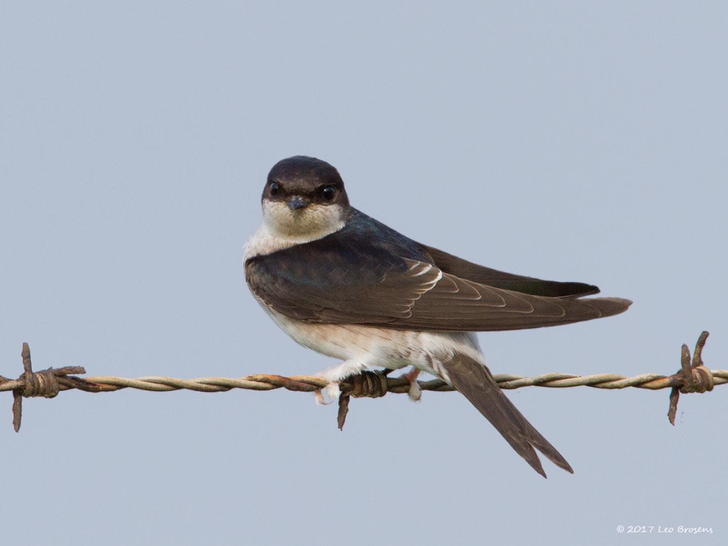 20170920 Huiszwaluw Ongeveer 12,5 cm groot zijn deze leuke zwaluwen. Ze zijn in ons land van april tot en met oktober. Ze moeten de Middellandse Zee en Sahara over om in hun overwinteringsgebieden te komen. Als het goed gaat, als er genoeg insecten zijn, brengen ze bij ons tweemaal een nest kleintjes groot. Tegen de trek kun je hele groepjes zoals hier op het prikkeldraad tegen komen.