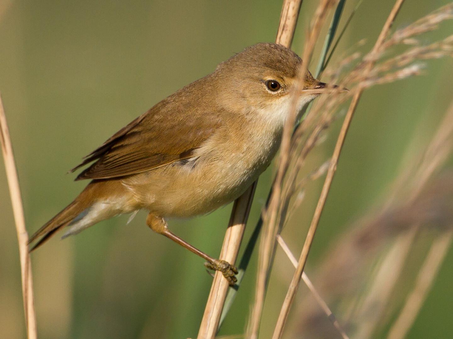 20120526 Kleine karekiet