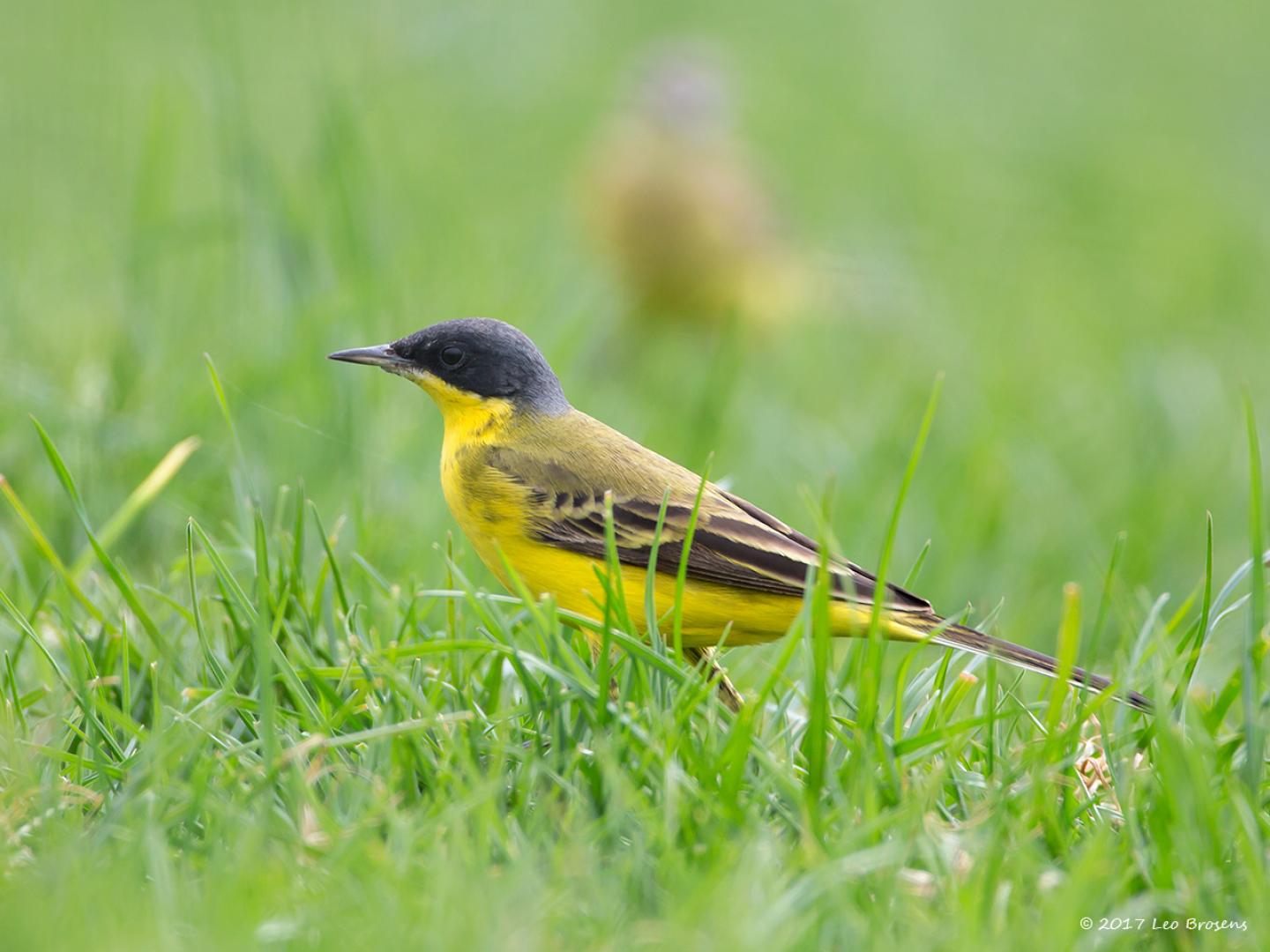 20160510 Noordse kwikstaart