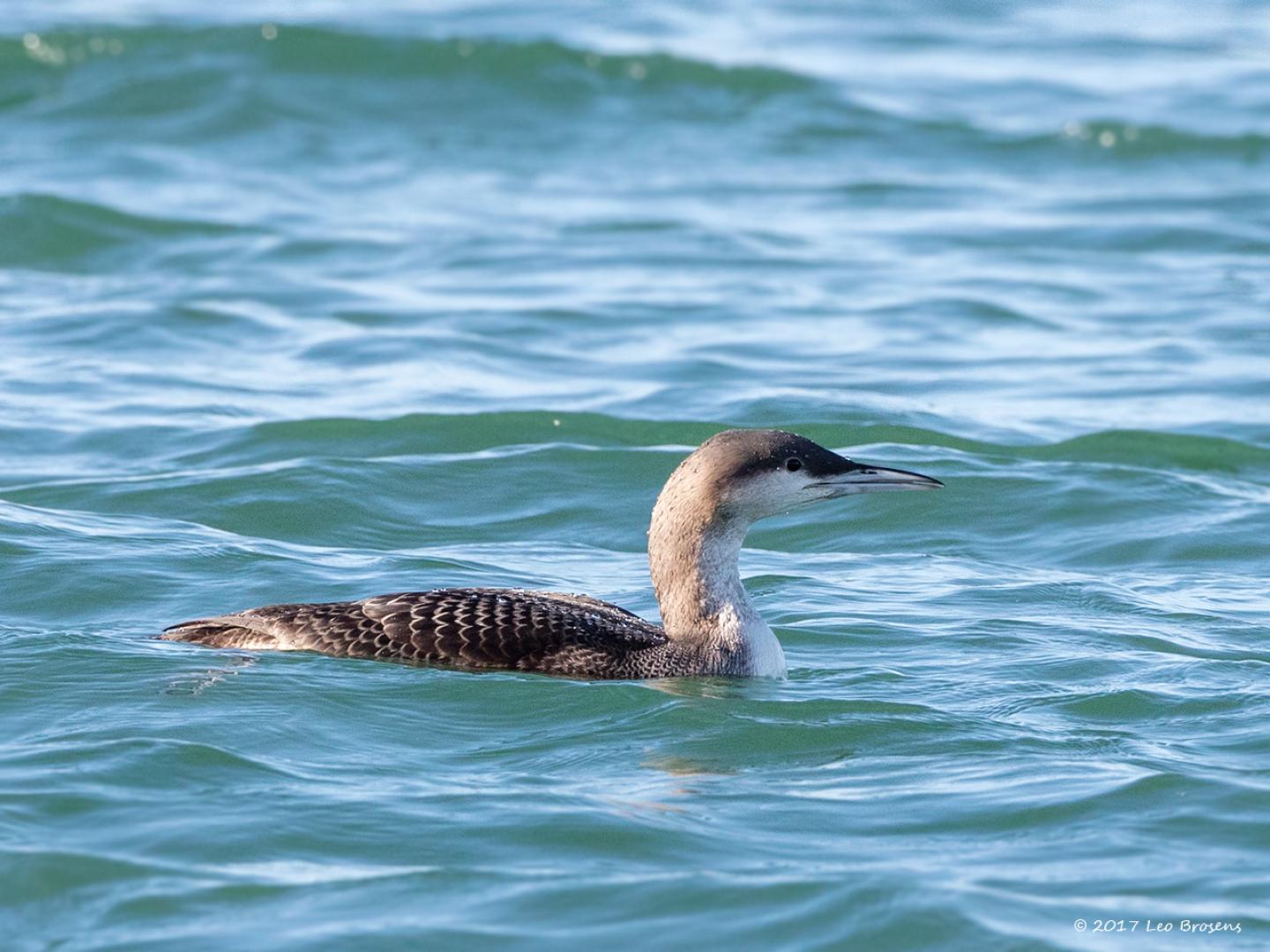 20171117 Parelduiker