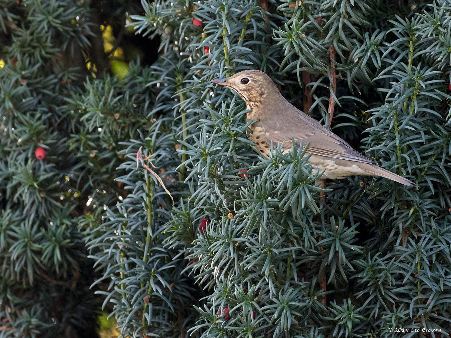 20191029 Zanglijster