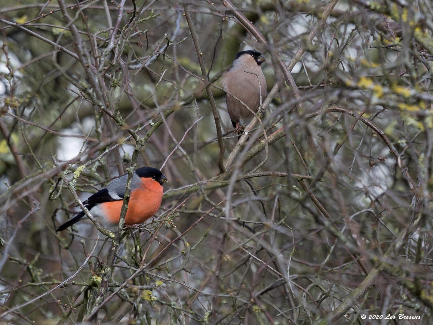 Goudvink 20200303 Sprundel Turfstraat