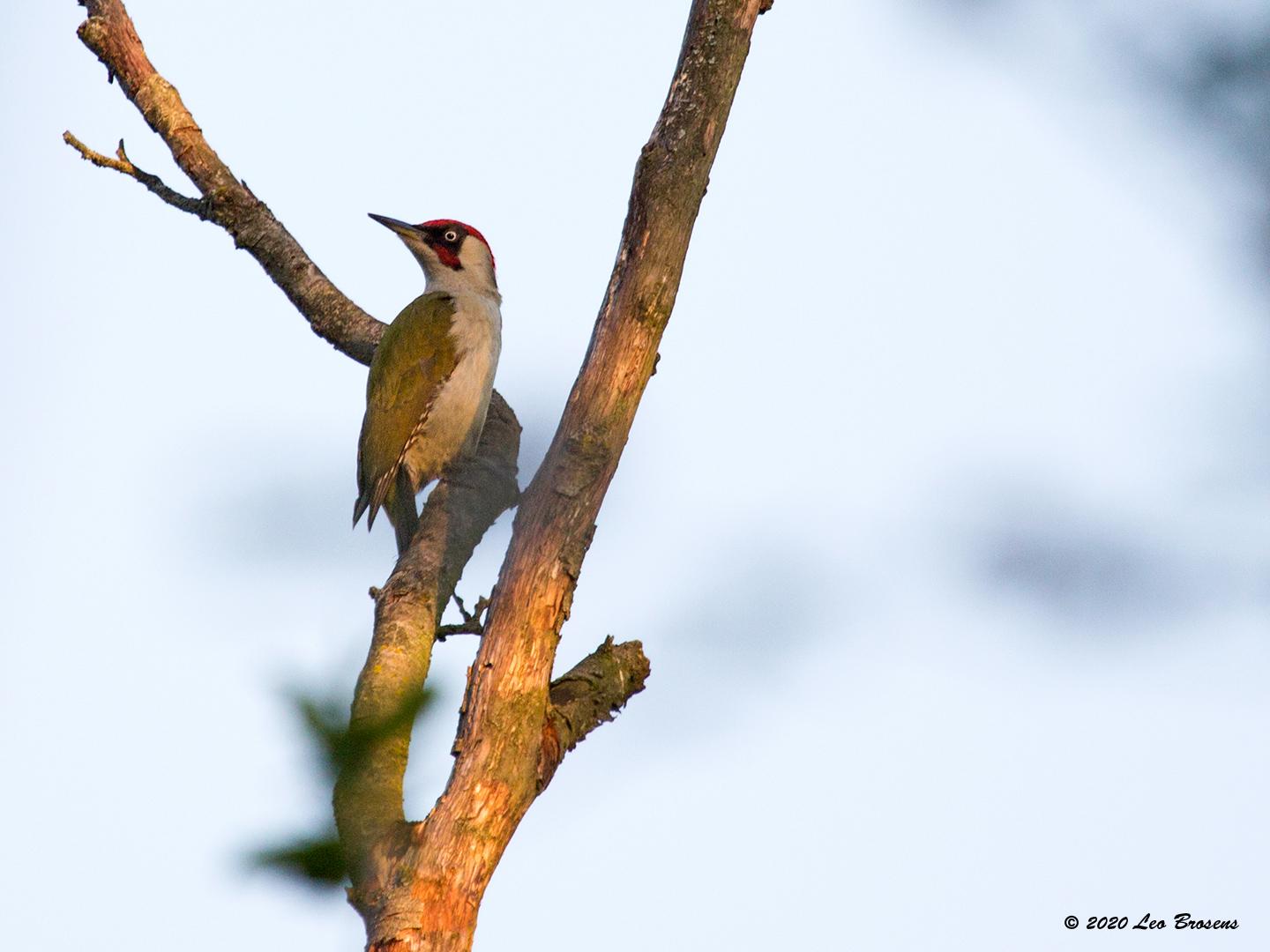 Groene specht  20200518  De Krochten