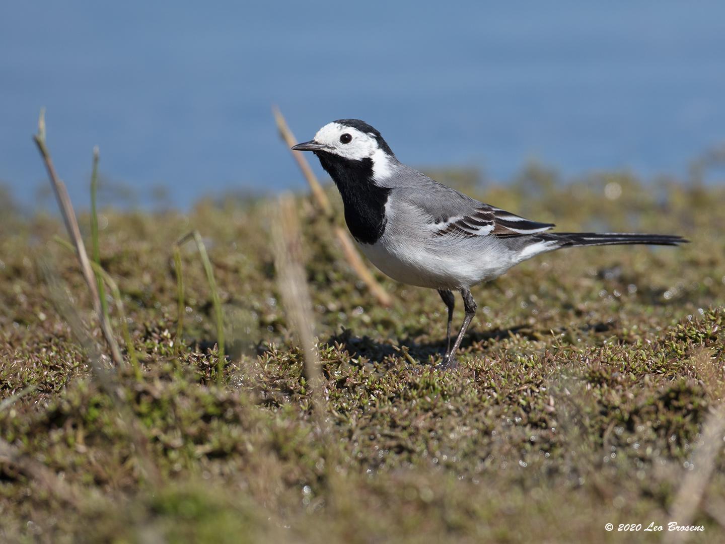 Witte kwikstaart  20200519  Zeeland Wissekerken