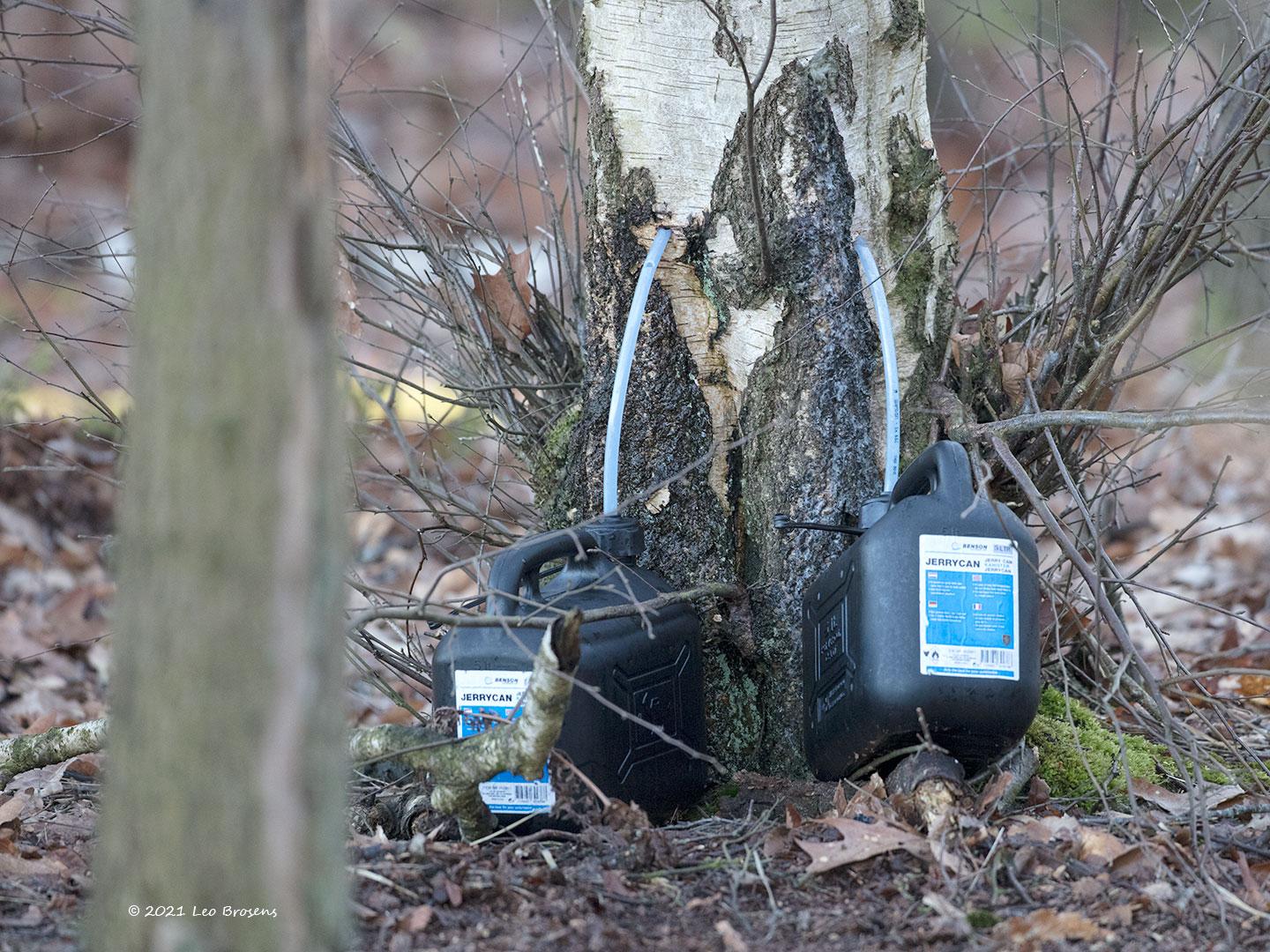 Berkensap  20210303  Vorige week kwam ik in een bos twee berken tegen waarbij kennelijk de sapstroom werd afgetapt. Nooit eerder gezien. Had geen idee waarom dit werd gedaan.