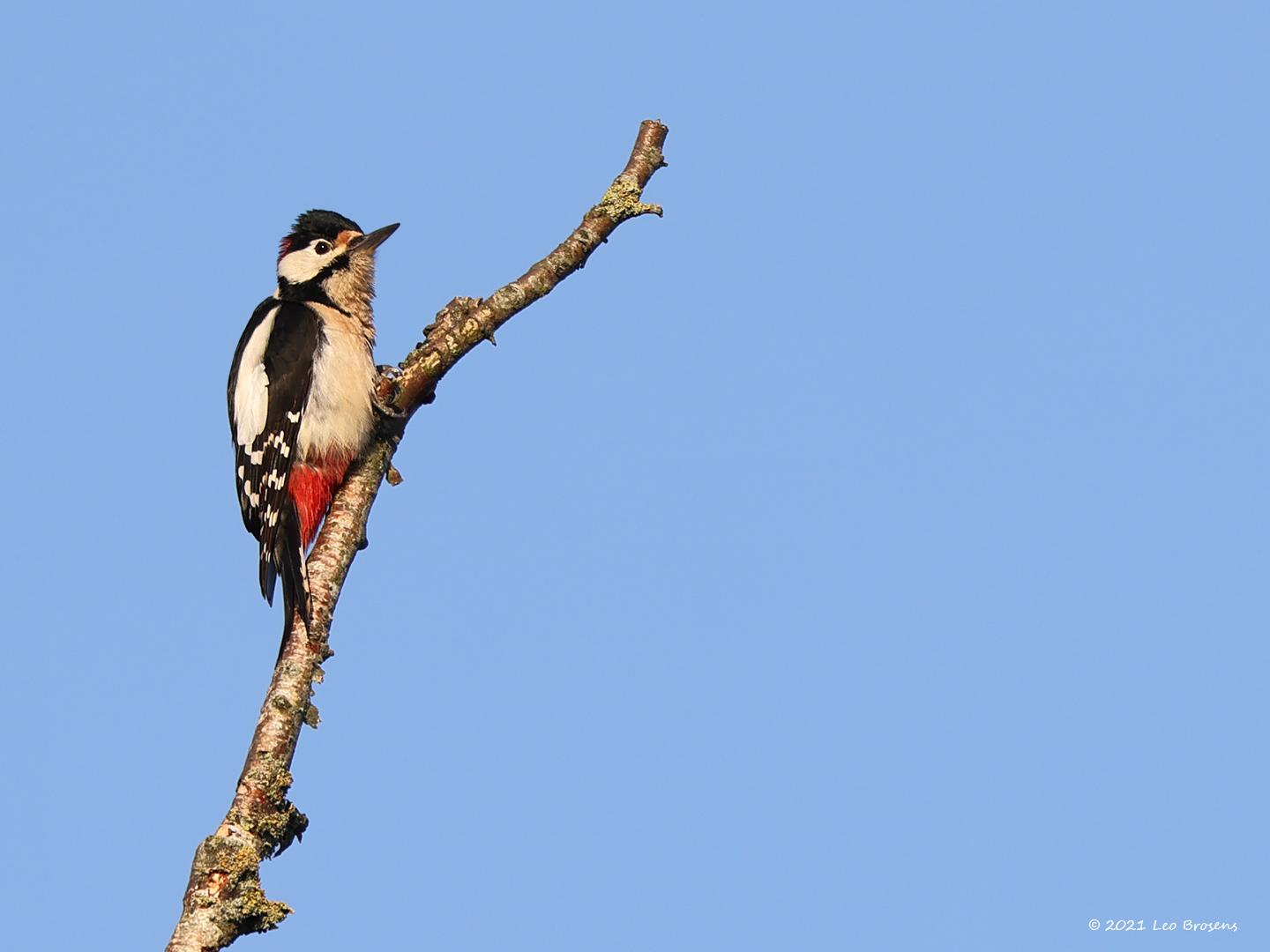 Grote bonte specht  20211029  De Reten
