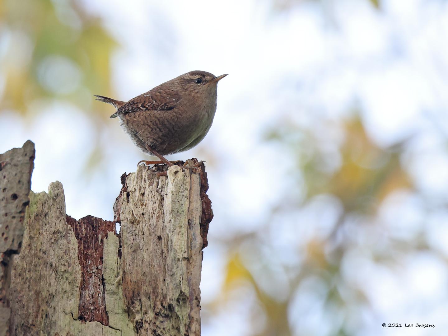 Winterkoning  20211103  De Matjens