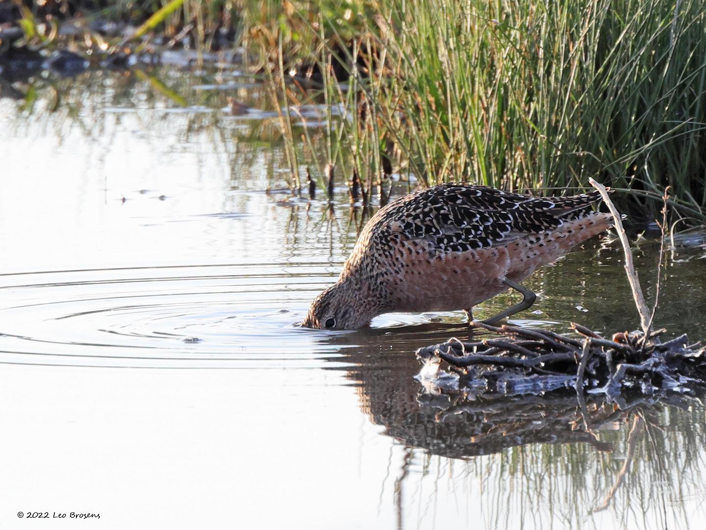Grote grijze snip  20220430  Schakellooppolder Tholen