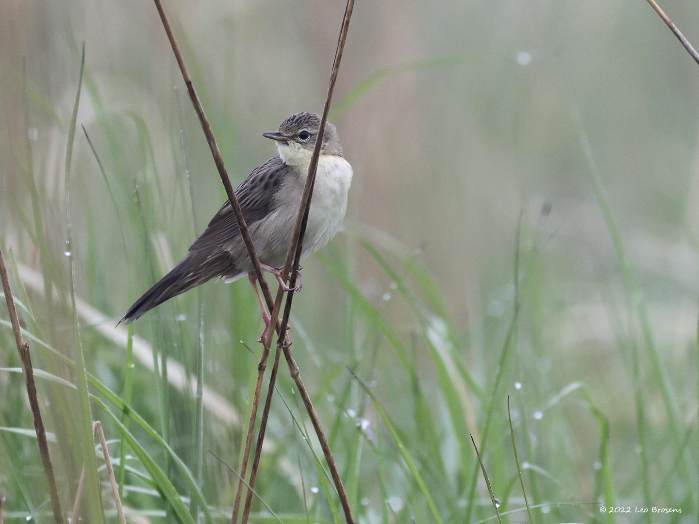 Sprinkhaanzanger  20221126  Nog enkele van deze sprinkhaan(riet)zanger. Nu van opzij en met de ogen naar de fotograaf gericht. Vroeger werd deze soort sprinkhaanrietzanger genoemd, dat woordje 'riet' wordt tegenwoordig niet meer toegepast. De vogel zit echter wel graag in het riet maar ook wel zoals hier in ruw opgeschoten grasland.