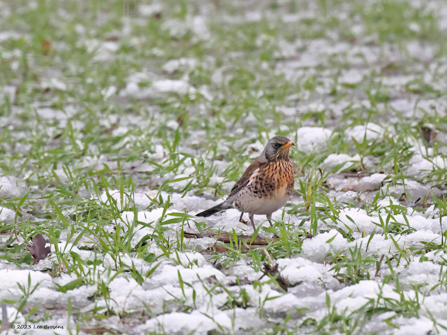 Kramsvogel  20230122  Gisteren kleurde Zundert wit. Niet erg handig in het verkeer maar wel mooi om het landschap zo weer eens te zien. Geen beste omstandigheden voor een foto, donker en regelmatig een buitje. Ook niet veel te zien maar gelukkig nog wel een groep kramsvogels.