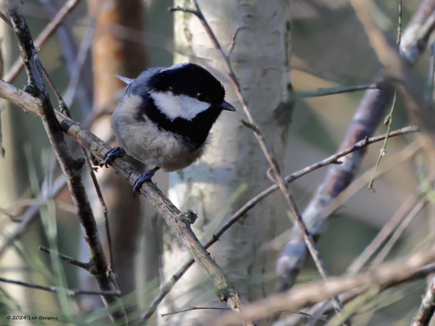 Zwarte Mees  Vandaag tegen gekomen in de Waaienberg. Eindelijk scheen het zonnetje weer eens. Een beetje jammer dat de mees zijn kopje in de schaduw hield. Het gaat niet best met de zwarte mees. Ze zijn sterk afhankelijk van naaldbomen en daar staan er steeds minder van. Het is hier een standvogel. Bij strenge kou willen ze wel eens onze tuinen opzoeken. Er is soms veel trek vanuit Scandinavië en Rusland maar die trekken dan in de regel echt door en zien we dan niet veel.