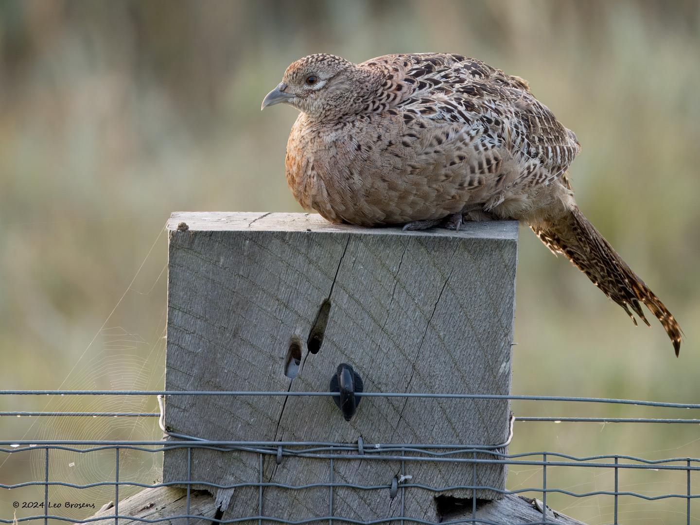 Fazant  20240907  Het vrouwtje zie je minder vaak dan het mannetje. Heeft goede schutkleuren terwijl het mannetje felle kleuren toont. Ik denk dat mevrouw ook schuwer is? Zo op een weidepaal is eerder uitzonderlijk dan gewoon, meestal scharrelt ze door gras of berm.
