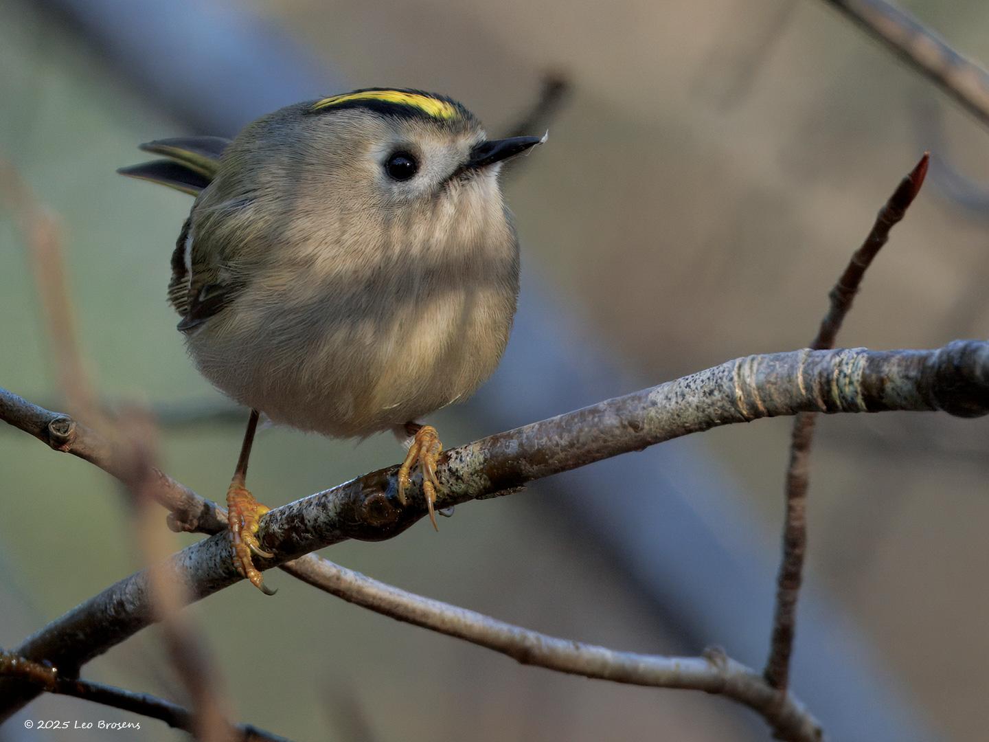 Goudhaan  20250104  Gisteren even naar De Beemden geweest. Weinig vogels gehoord of gezien. Wel waren een flink aantal goudhaantjes actief. Ik zag er zelf twee hoog in een boom ruzie maken, hun rode kruin werd driftig getoond. Zou dat nu al territorium- of baltsgedrag zijn? Het is wel volhouden geblazen bij het op de sensor zetten want wat zijn ze beweeglijk deze kleintjes.