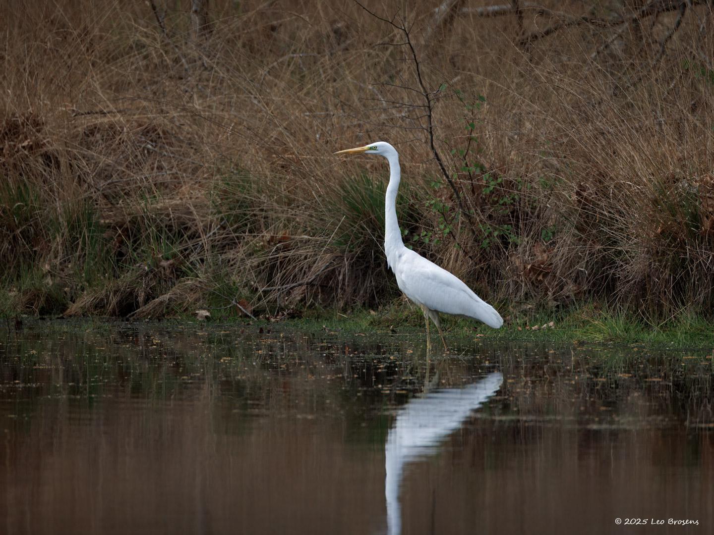 Grote Zilverreiger  20250424  Alles heeft een keerzijde. We zien steeds meer grote zilverreigers in onze buurt. Dat zijn erg bekwame rovers. En ze zijn hongerig, ze eten veel diertjes op. Zo zag ik deze bij een poel op de Oude Buisse Heide. Met schijnbaar gemak werd een salamander verorberd. De een zijn dood is de ander zijn brood. Maar hopen dat de natuur in evenwicht blijft?