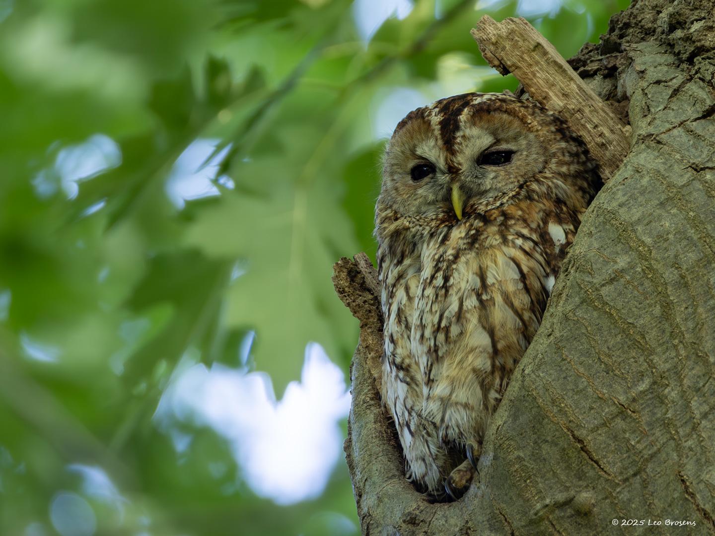 Bosuil  20250616  Altijd leuk om een uil te zien. Een bosuil wil graag wonen hoog in een boom in een veilige holte. Daar kan ook gebroed worden. Maar ook om te slapen en of lekker wat rond te kijken wordt zo'n gat gebruikt. Een dergelijk hol kan langere tijd gebruikt worden. Soms zelfs op plekken waar nog best wat mensen voorbij komen. Een ransuil zul je zo niet aantreffen.