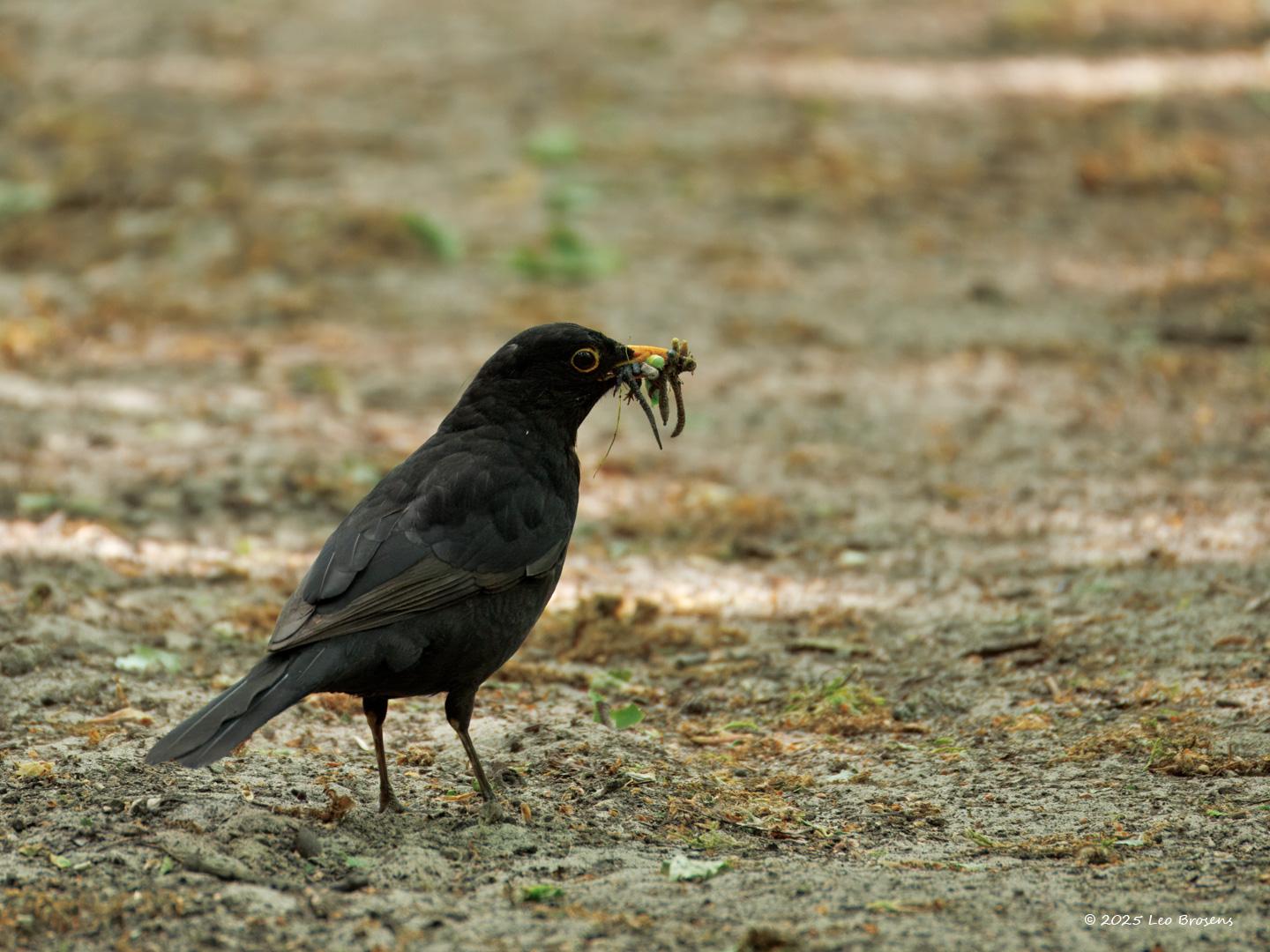 Merel  20250522  Een bos zonder merel is geen bos. Gelukkig zie je daar nog verschillende merels in de schaduw van bomen. De meeste zijn nu druk bezig met eten zoeken voor hun jongen. Veel wordt gezocht op bospaadjes.