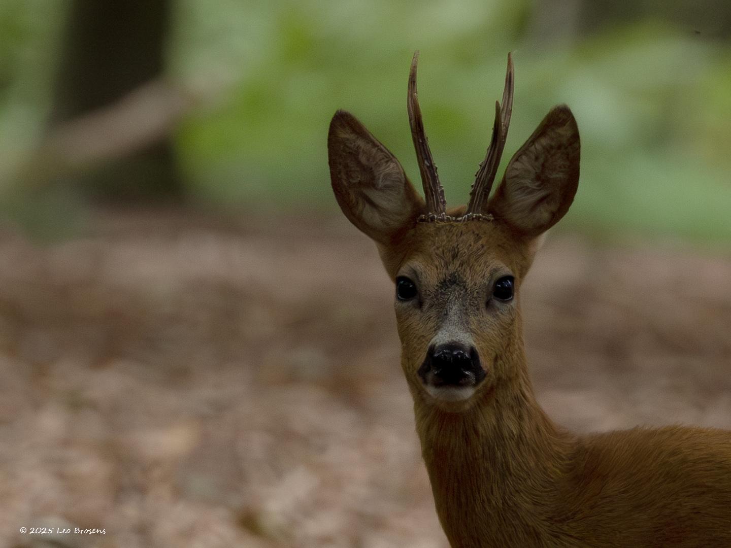 Ree  20251114  En toen kwam ie zo waar het bos uit. Hield me doodstil. Het bokje liep enkele meters de laan op mij strak aankijkend. Helemaal vertrouwde hij het ook niet, draaide zich om en gingterug het bos in. Blijft magisch om zo'n mooi groot dier zo dichtbij te mogen aanschouwen.