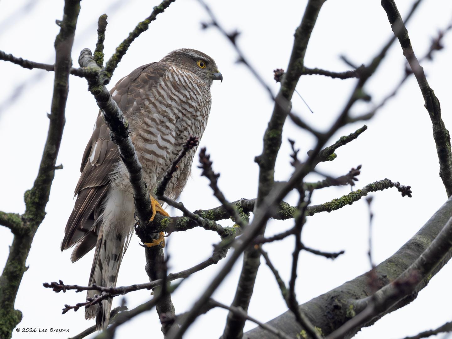 Sperwer  20260129  Gistermiddag kwam ze weer op bezoek bij mij in de tuin. Hoog in de kersenboom bleef ze een heel eindje zitten. Ze liet zelfs toe dat ik voorzichtig naar buiten ging en wat foto's kon maken. Het was erg mistroostig weer maar deze brute rover kleurde de dag toch even flink op.