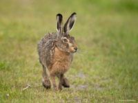 Zoogdieren / Mammalia