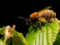 Bijen, Hommels en Wespen