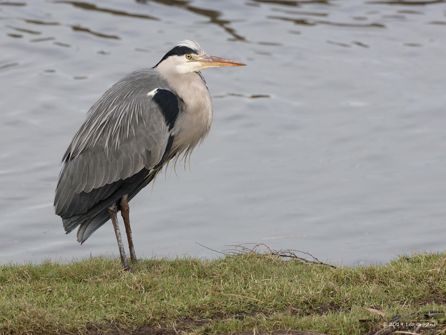 Blauwe reiger
