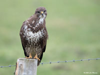 Buizerd