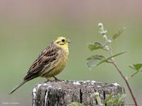Geelgors / Emberiza citrinella