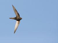 Gierzwaluw / Apus apus