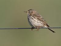 Graspieper / Anthus pratensis