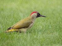 Groene specht / Picus viridis