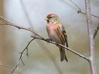 Grote barmsijs / Acanthis flammea