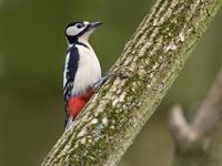 Grote bonte specht / Dendrocopos major