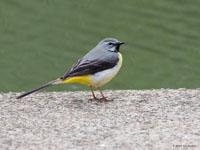 Grote gele kwikstaart / Motacilla cinerea