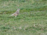 Grote lijster / Turdus viscivorus