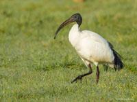 Heilige ibis / Threskiornis aethiopicus