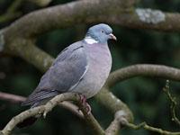Houtduif / Columba palumbus