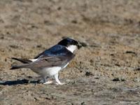 Huiszwaluw / Delichon urbica