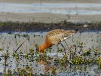 IJslandse grutto / Limosa limosa islandica