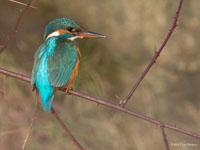 IJsvogel / Alcedo atthis