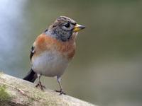 Keep / Fringilla montifringilla