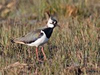 Kievit / Vanellus vanellus