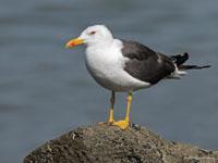 Kleine mantelmeeuw / Larus fuscus
