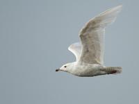 Kleine burgemeester / Larus glaucoides