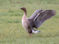 Kleine rietgans / Anser brachyrhynchus