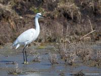 Kleine zilverreiger / Egretta garzetta