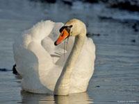 Knobbelzwaan / Cygnus olor