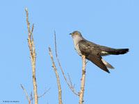 Koekoek / Cuculus canorus